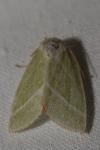 Bena bicolorana