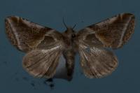 Habrosyne pyritoides