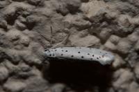 Yponomeuta cagnagella
