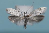 Yponomeuta cagnagella