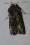 Autographa gamma