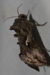 Autographa gamma