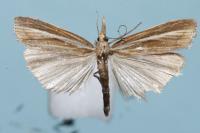 Agriphila tristella