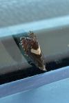 Dichrorampha petiverella
