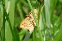 Idaea ochrata