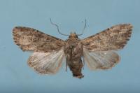 Apamea anceps