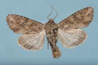 Apamea anceps