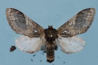 Notodonta tritophus
