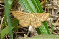 Idaea ochrata
