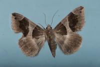 Dysgonia algira