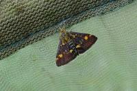 Pyrausta aurata