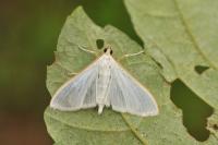 Palpita vitrealis