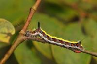 Acronicta psi