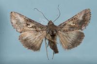 Autographa gamma
