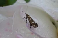 Scythris scopolella