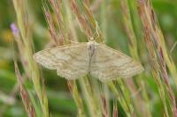 Idaea macilentaria