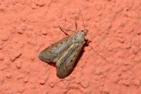 Lamoria zelleri