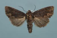 Dypterygia scabriuscula