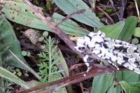 Griposia aprilina