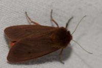Phragmatobia fuliginosa