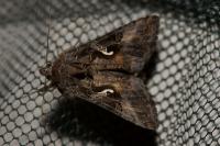 Autographa gamma