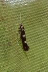 Scythris scopolella