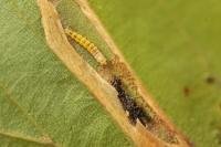 Phyllonorycter maestingella