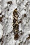 Nemapogon granellus