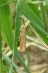 Agriphila tristella