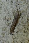 Lamoria zelleri