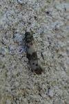 Enolmis acanthella