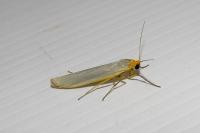 Eilema caniola