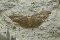 Idaea fuscovenosa