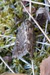Thalpophila matura