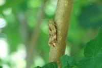 Archips xylosteana