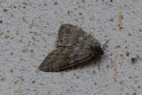 Epirrita