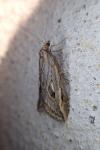 Chesias legatella
