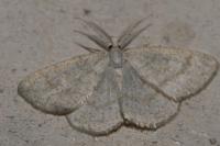 Idaea aversata
