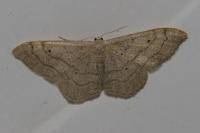 Idaea aversata