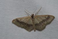 Idaea aversata
