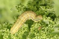 Lacanobia oleracea