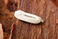 Agonopterix pallorella