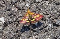 Pyrausta purpuralis