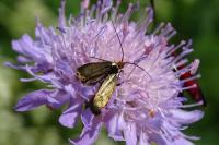 Nemophora metallica