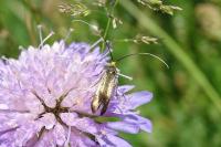 Nemophora metallica
