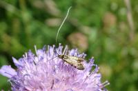 Nemophora metallica