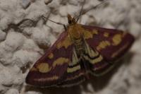 Pyrausta purpuralis