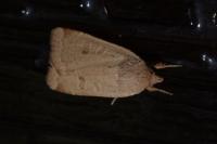 Noctua comes