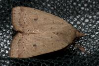 Noctua comes