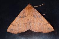 Colotois pennaria